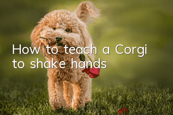 How to teach a Corgi to shake hands