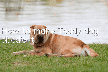 How to make Teddy dog obedient