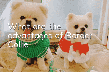 What are the advantages of Border Collie?