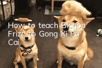 How to teach Bichon Frize to Gong Xi Fa Cai