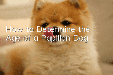 How to Determine the Age of a Papillon Dog
