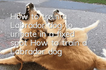 How to train a Labrador dog to urinate in a fixed spot? How to train a Labrador dog!