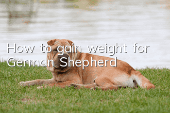 How to gain weight for German Shepherd