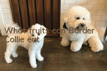 What fruits can Border Collie eat?