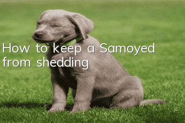 How to keep a Samoyed from shedding