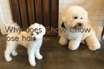Why does Chow Chow lose hair?