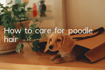 How to care for poodle hair