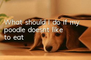 What should I do if my poodle doesn’t like to eat?