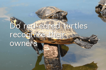 Do red-eared turtles recognize their owners?