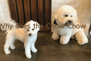 Why does the Chow Chow cry?