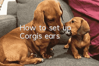 How to set up Corgi’s ears