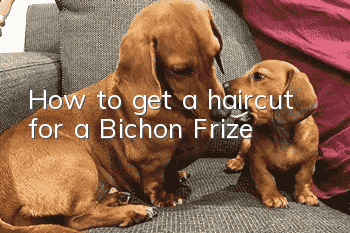 How to get a haircut for a Bichon Frize