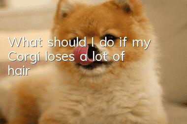What should I do if my Corgi loses a lot of hair?