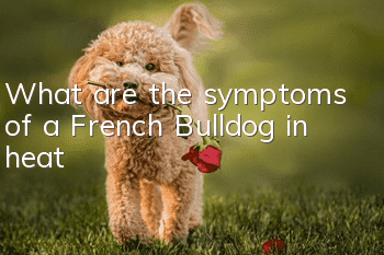 What are the symptoms of a French Bulldog in heat?