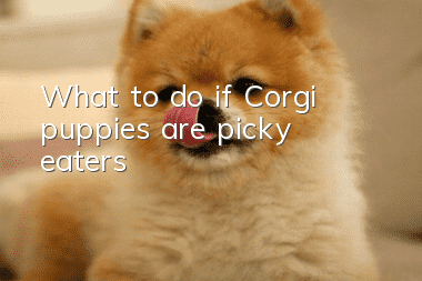 What to do if Corgi puppies are picky eaters