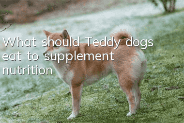 What should Teddy dogs eat to supplement nutrition?