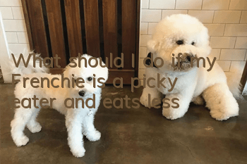 What should I do if my Frenchie is a picky eater and eats less?
