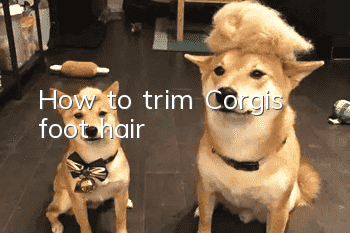 How to trim Corgi’s foot hair
