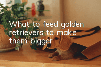 What to feed golden retrievers to make them bigger?