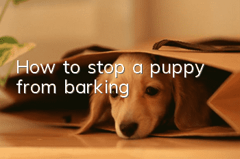 How to stop a puppy from barking