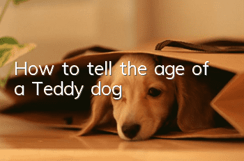 How to tell the age of a Teddy dog