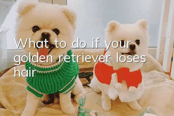 What to do if your golden retriever loses hair