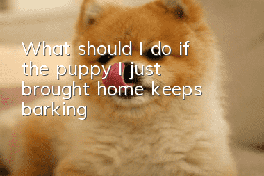 What should I do if the puppy I just brought home keeps barking?