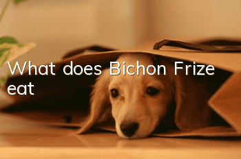 What does Bichon Frize eat?