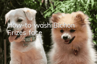 How to wash Bichon Frize's face