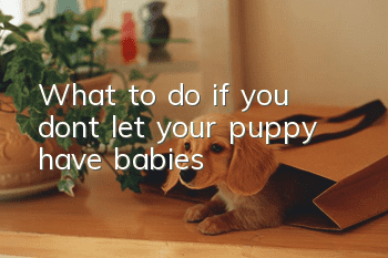 What to do if you don’t let your puppy have babies?