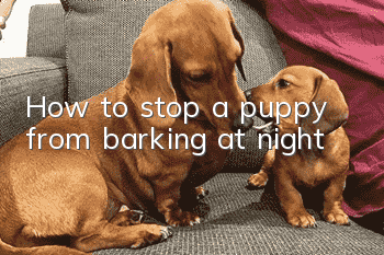 How to stop a puppy from barking at night