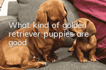 What kind of golden retriever puppies are good?