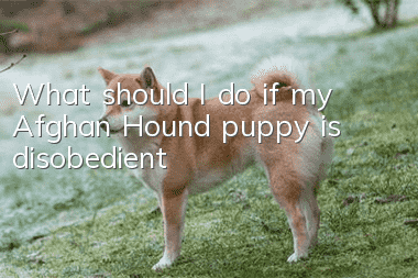 What should I do if my Afghan Hound puppy is disobedient?