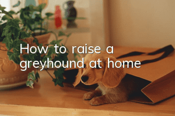 How to raise a greyhound at home