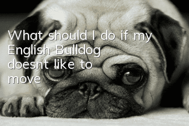 What should I do if my English Bulldog doesn’t like to move?