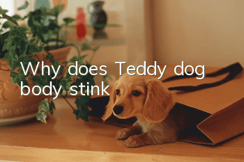 Why does Teddy dog body stink?