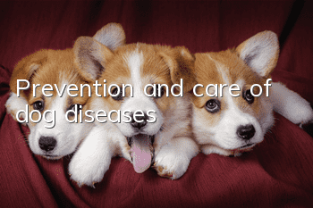 Prevention and care of dog diseases