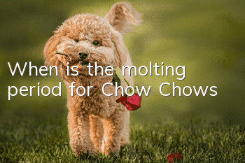 When is the molting period for Chow Chows?