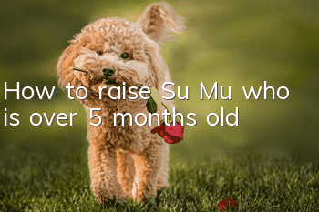How to raise Su Mu who is over 5 months old