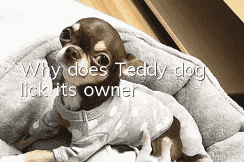 Why does Teddy dog lick its owner?