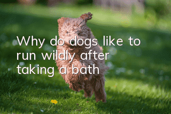Why do dogs like to run wildly after taking a bath?