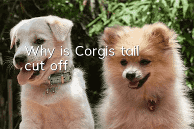 Why is Corgi’s tail cut off?