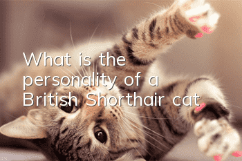 What is the personality of a British Shorthair cat?