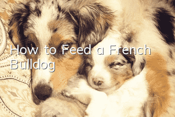 How to Feed a French Bulldog