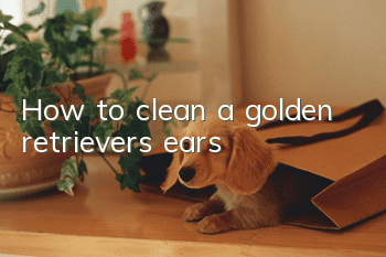 How to clean a golden retriever’s ears