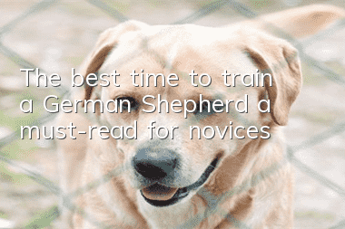 The best time to train a German Shepherd, a must-read for novices!