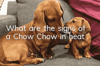 What are the signs of a Chow Chow in heat?