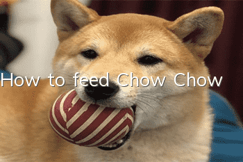 How to feed Chow Chow