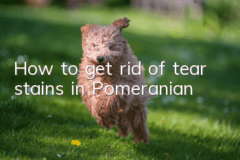 How to get rid of tear stains in Pomeranian