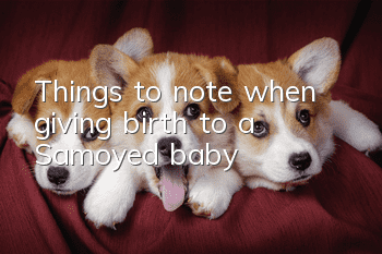 Things to note when giving birth to a Samoyed baby